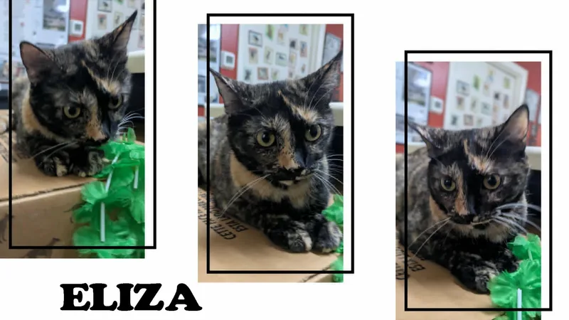 Eliza thumbnail 2