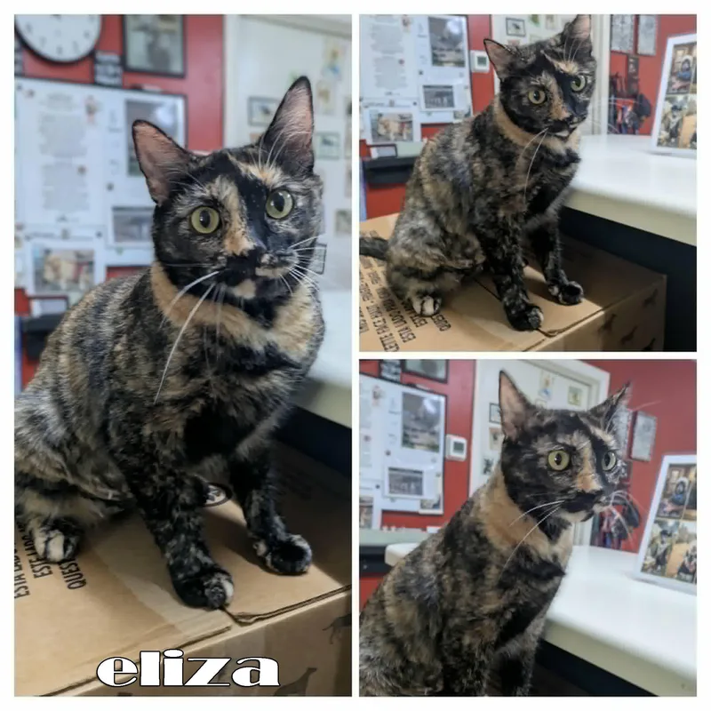 Eliza thumbnail 5