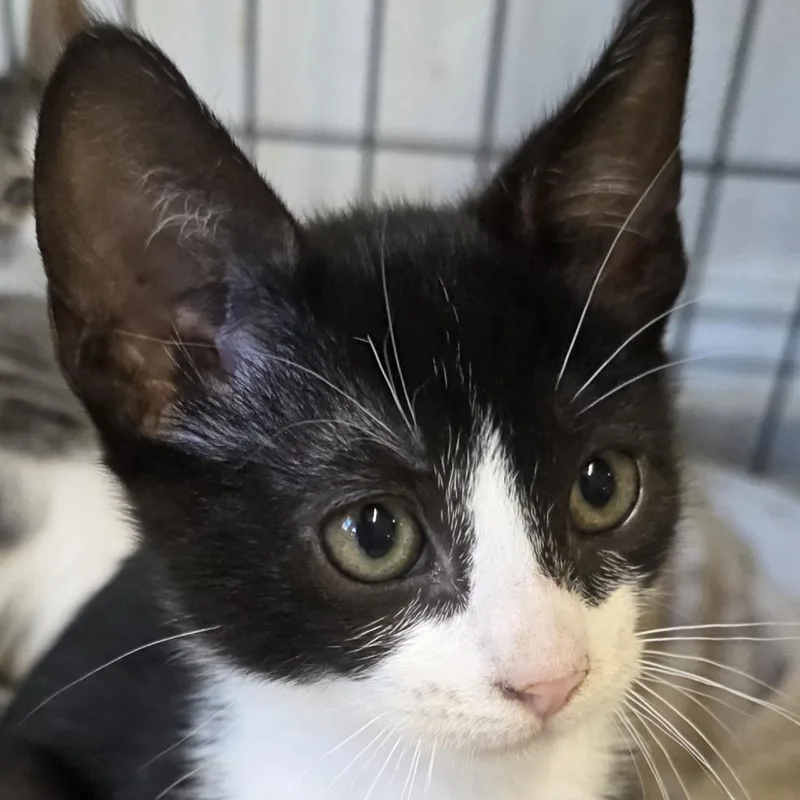 A baby small-sized male Black Domestic Short Hair cat named Matthew for adoption in Wiggins, MS