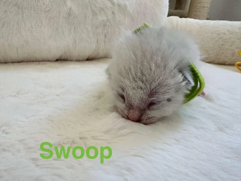 Swoop thumbnail 3