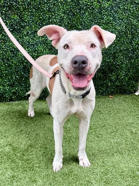 An adult large-sized female Terrier dog named Lady for adoption in Naples, FL