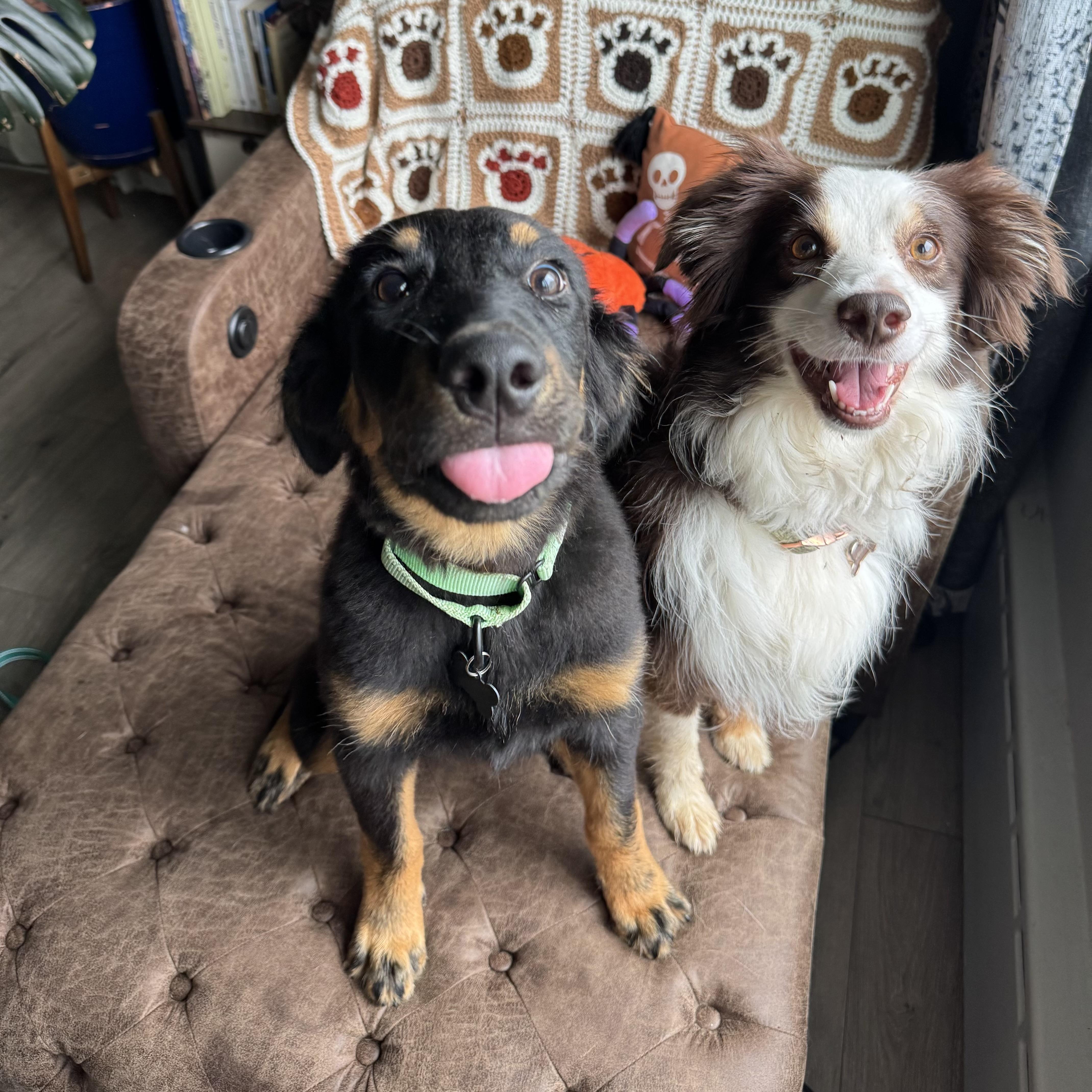A baby medium-sized male Australian Shepherd dog named Arlo for adoption in China Township, MI