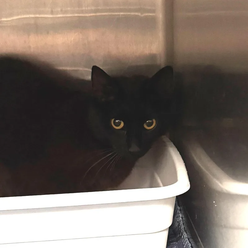 A young medium-sized female Black Domestic Short Hair cat named Enigma for adoption in Marion, VA