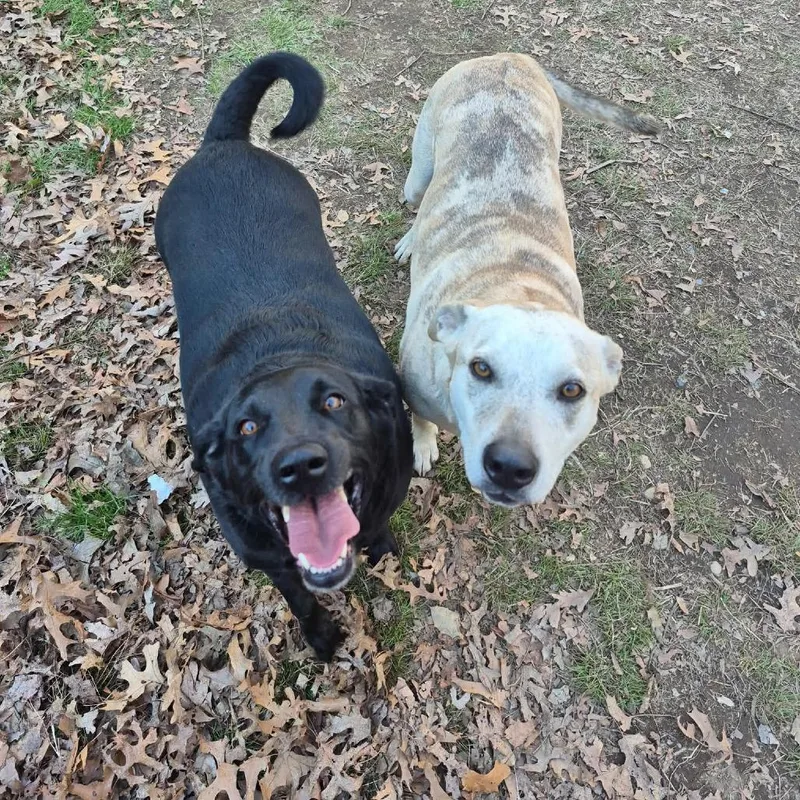 An adult large-sized male Black Black Labrador Retriever dog named Jensen for adoption in Hampton Bays, NY