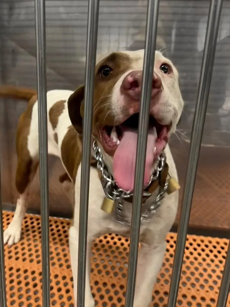 A baby large-sized male Mixed Breed dog named Paul for adoption in Henderson, NC