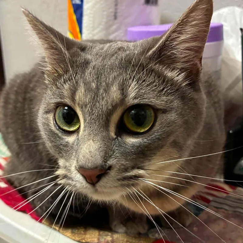 A baby medium-sized female Tabby (Gray / Blue / Silver) Domestic Short Hair cat named Samira for adoption in Petersburg, IL