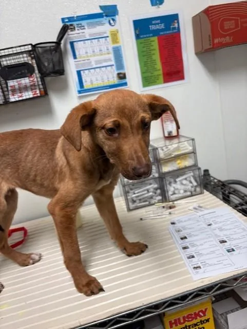 Inigo  Urgent! Longtime