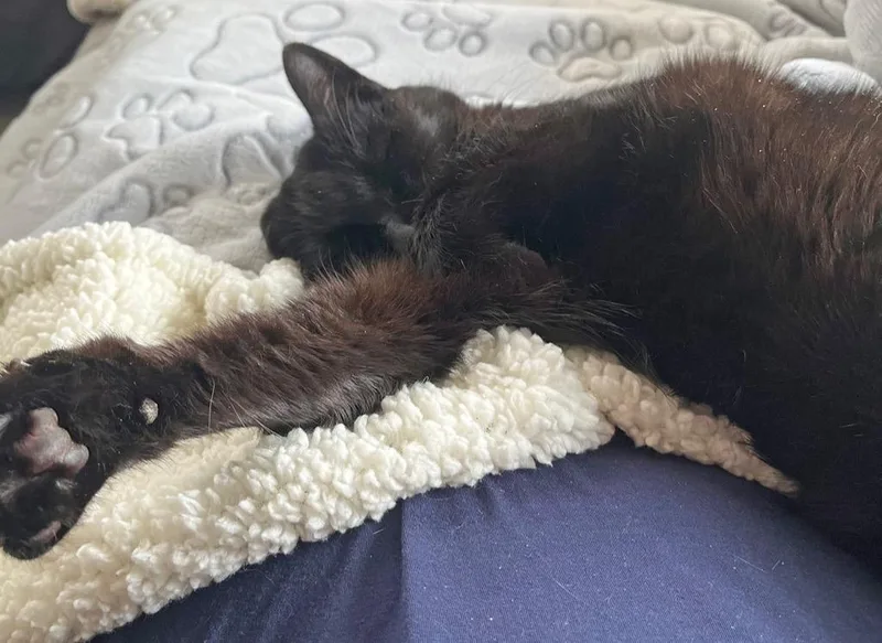 Guillaume thumbnail 3