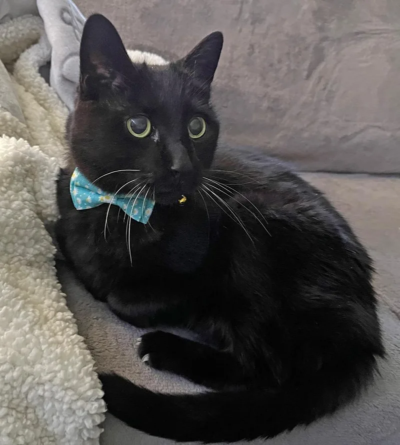 Guillaume thumbnail 4