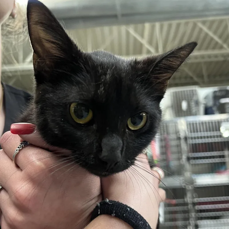 A young medium-sized female Black Domestic Short Hair cat named Sweetie for adoption in Mentor, OH