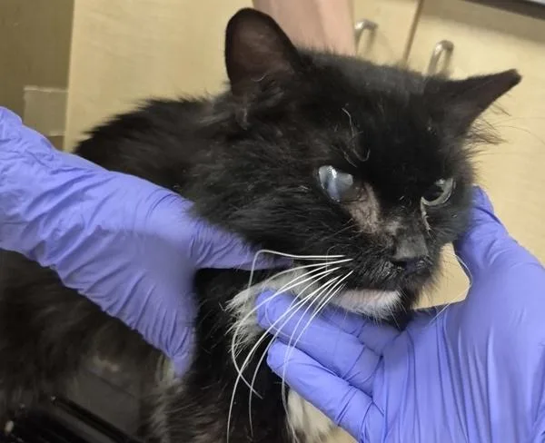 An adult small-sized male Domestic Short Hair cat named Pen  Odin for adoption in Lawrenceville, GA