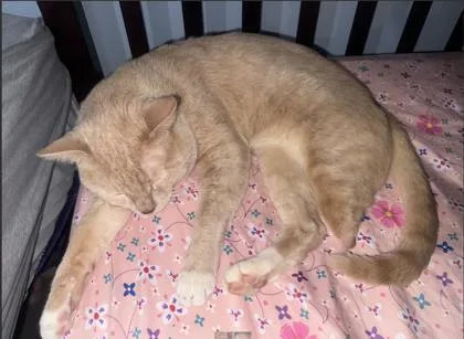 An adult small-sized male Domestic Short Hair cat named Wonnie for adoption in Fairfax, VA