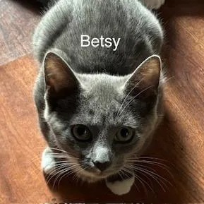 A baby small-sized female Gray / Blue / Silver Domestic Short Hair cat named Betsy for adoption in Delaware, OH