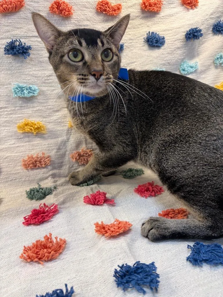 A baby medium-sized male Domestic Short Hair cat named Will Feral PA for adoption in Denham Springs, LA