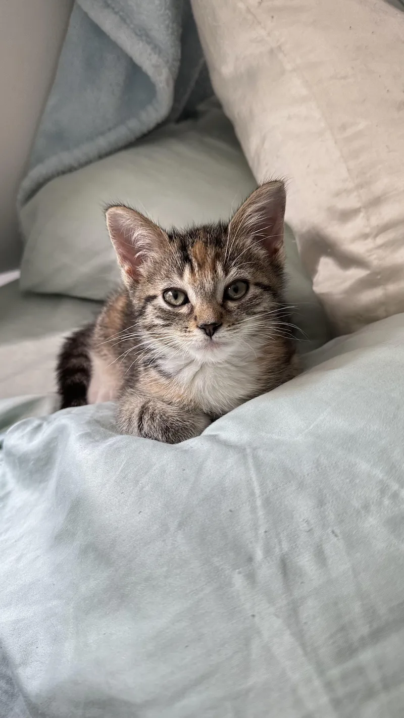 A baby medium-sized female Calico Domestic Short Hair cat named Mimi for adoption in Monticello, IN
