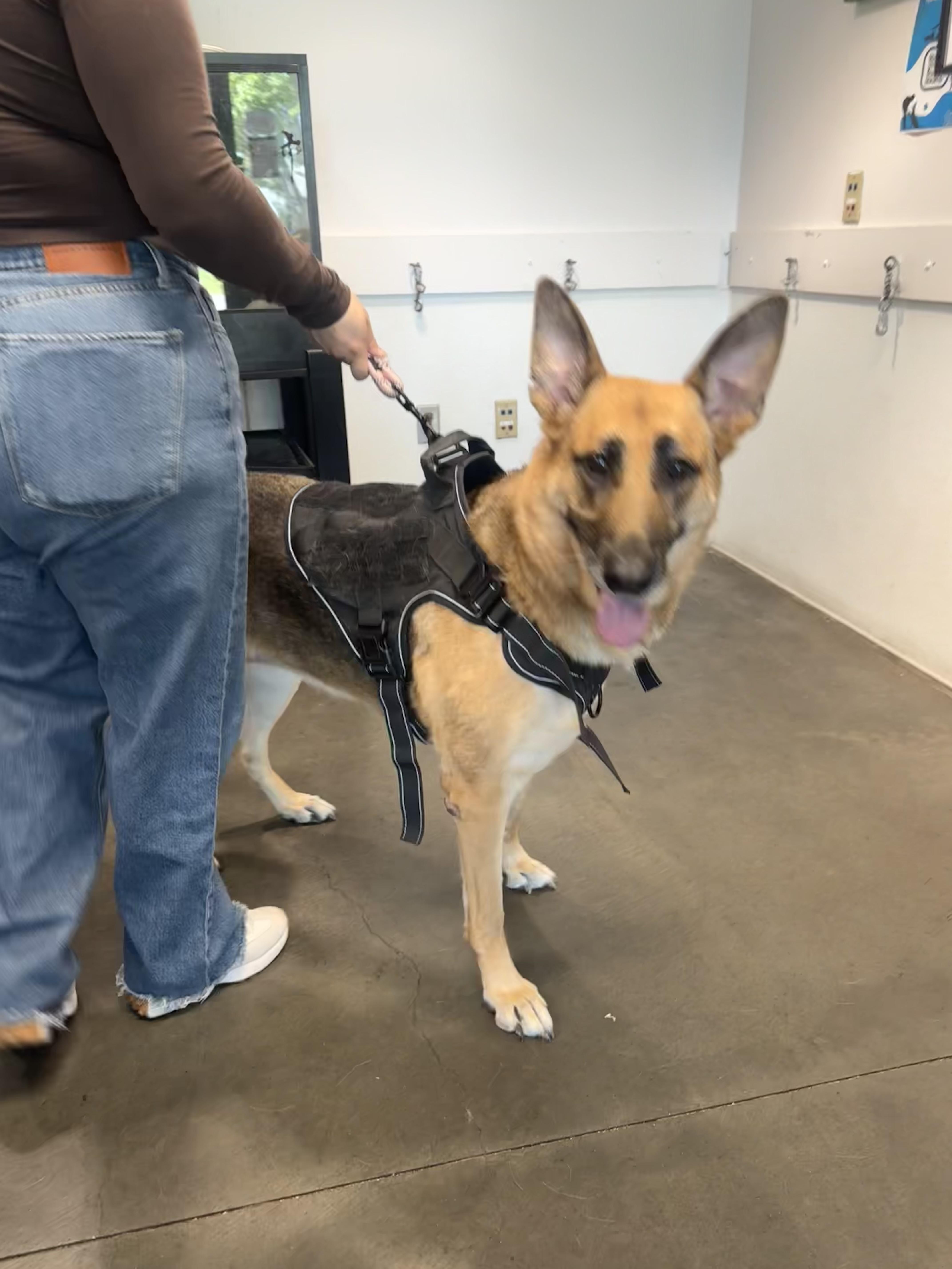An adult large-sized female German Shepherd Dog dog named Willo for adoption in Chatsworth, CA