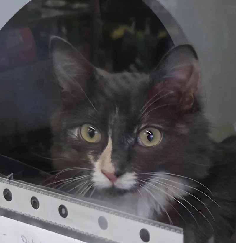 A baby medium-sized female Domestic Medium Hair cat named Countess for adoption in Green Brook, NJ