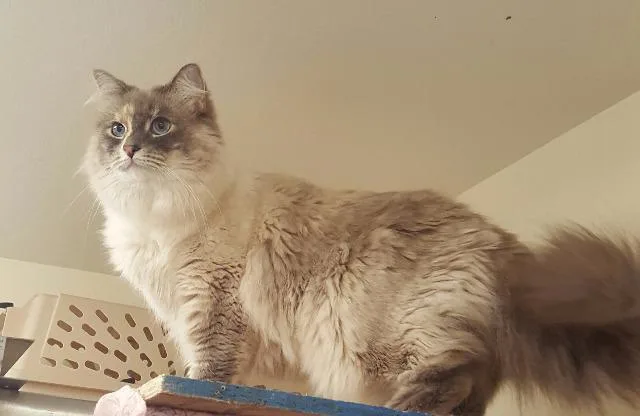 A senior medium-sized female Domestic Long Hair cat named Luna for adoption in Kodiak, AK