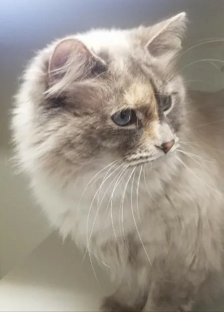 Luna thumbnail 2