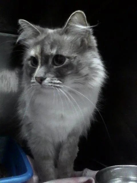 Luna thumbnail 3