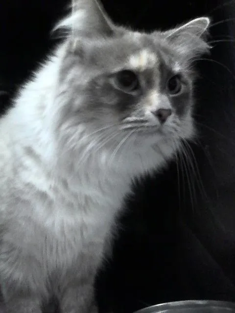 Luna thumbnail 4