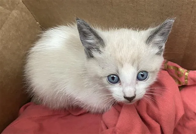 A baby medium-sized male Domestic Short Hair cat named Coffe for adoption in Dallas, TX