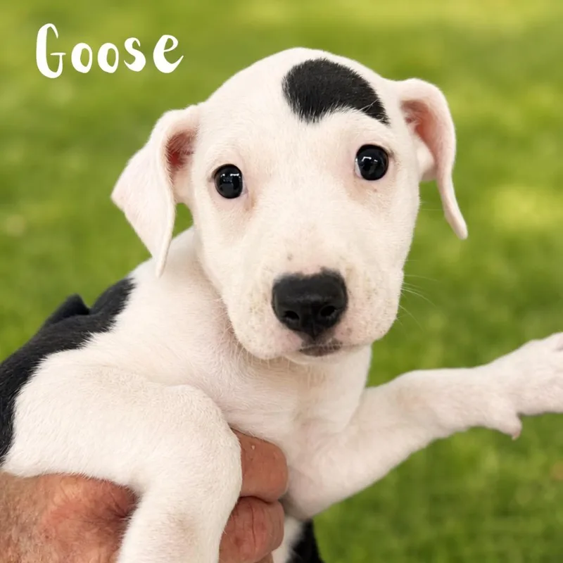 A baby medium-sized female Pit Bull Terrier dog named Goose for adoption in Saint Petersburg, FL