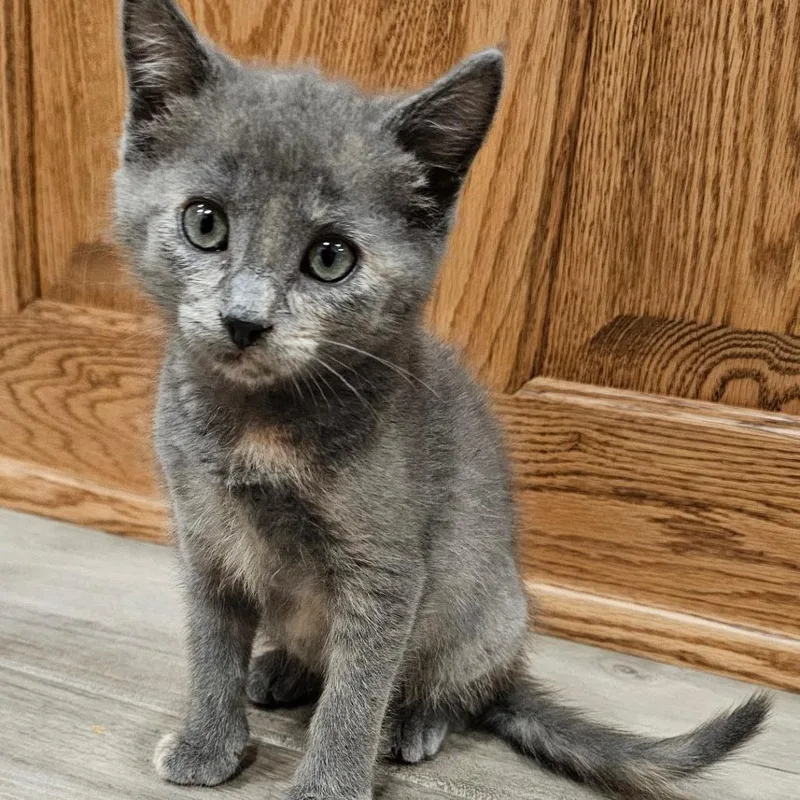 A baby small-sized female Tortoiseshell Domestic Short Hair cat named Cookie for adoption in Eau Claire, WI
