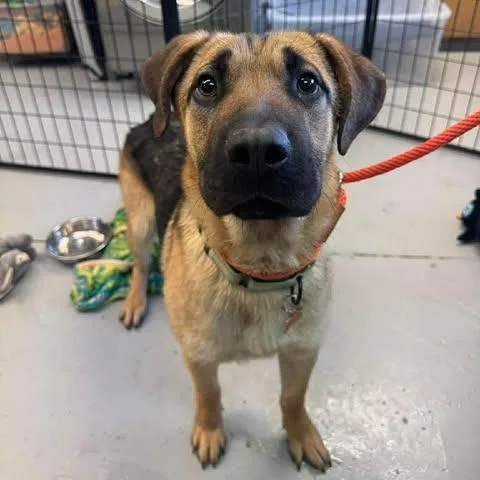 A young medium-sized male Black Mixed Breed dog named Spruce for adoption in Bend, OR