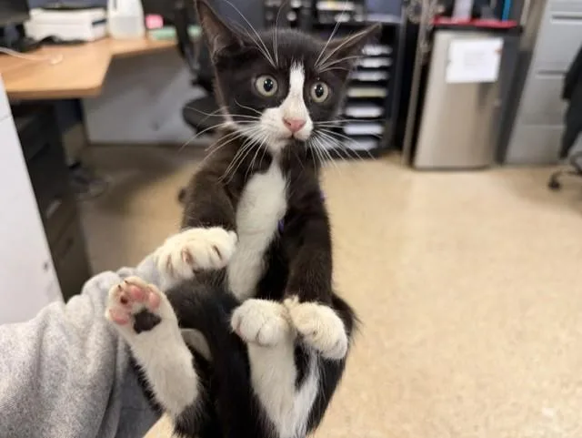 A baby small-sized male Domestic Short Hair cat named Bebe for adoption in Miami, FL