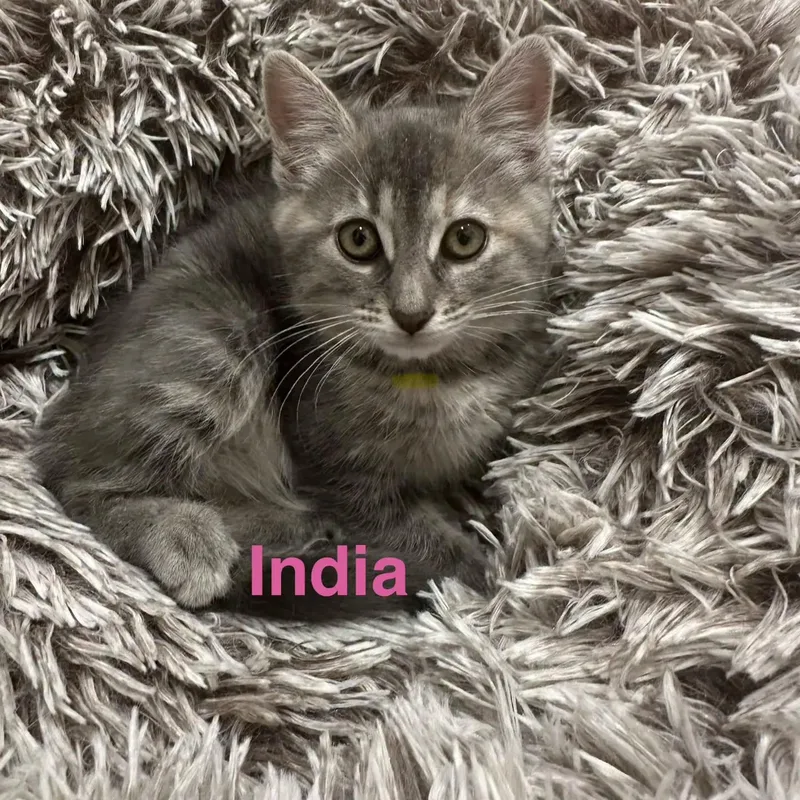 A baby large-sized female Tabby (Gray / Blue / Silver) Domestic Short Hair cat named India for adoption in HANSON, MA