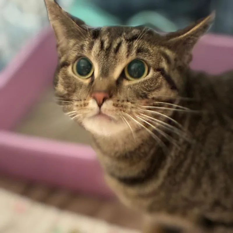 An adult medium-sized female Brown / Chocolate Domestic Short Hair cat named Yummers for adoption in South Elgin, IL