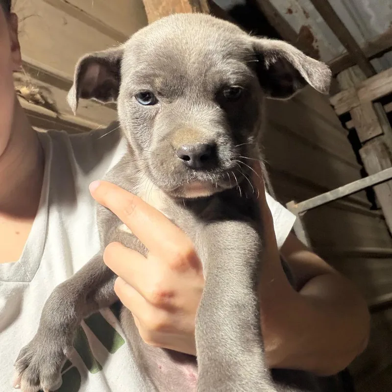 Ct Minestrone Avail Mar