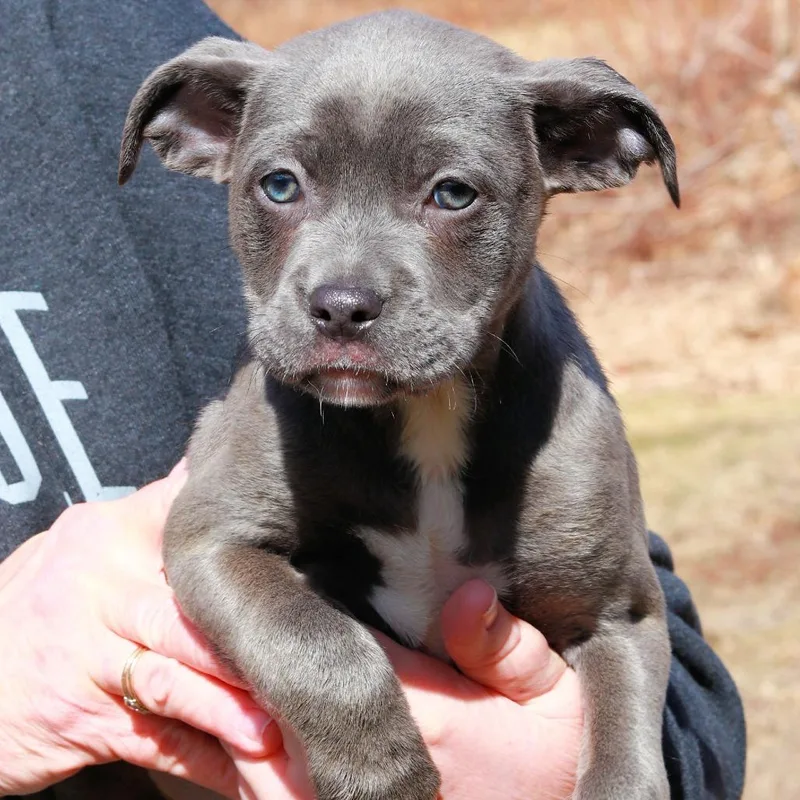 Ct Minestrone Avail Mar thumbnail 2