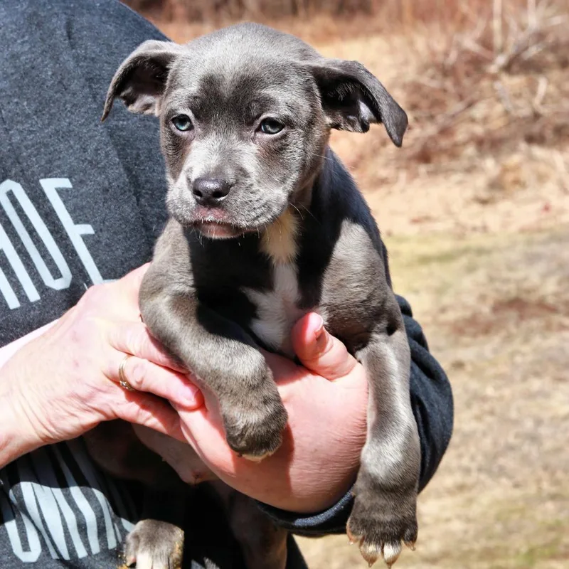 Ct Minestrone Avail Mar thumbnail 3