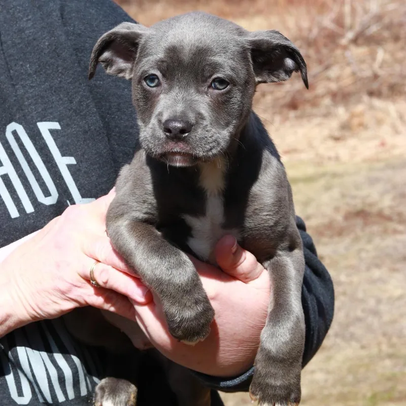 Ct Minestrone Avail Mar thumbnail 5