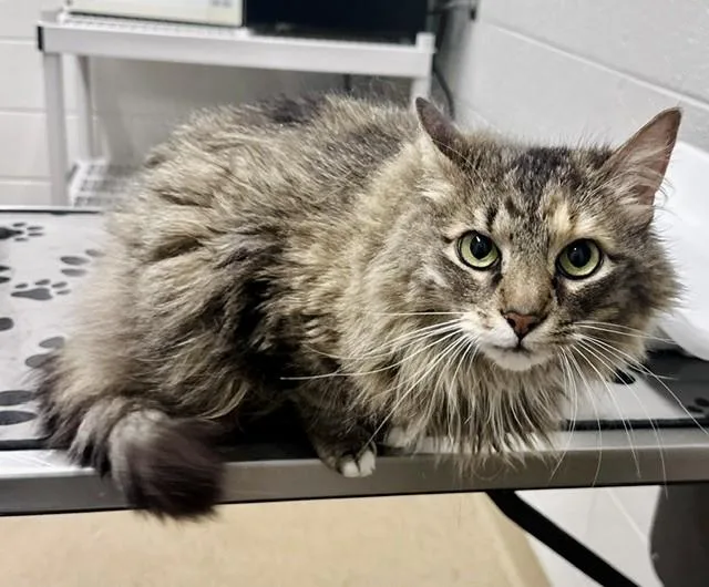 An adult medium-sized female Domestic Medium Hair cat named Snagglepuss for adoption in Derwood, MD