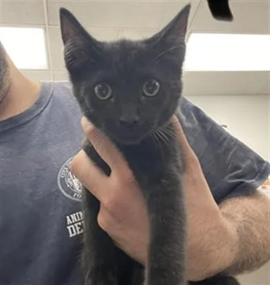 An adult small-sized female Domestic Short Hair cat named Monica for adoption in Van Nuys, CA