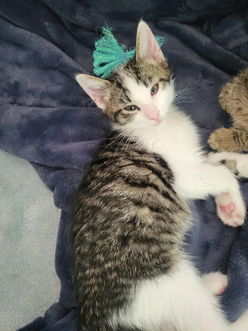 A baby small-sized male Tabby (Brown / Chocolate) Domestic Short Hair cat named Scooter for adoption in Indianapolis, IN