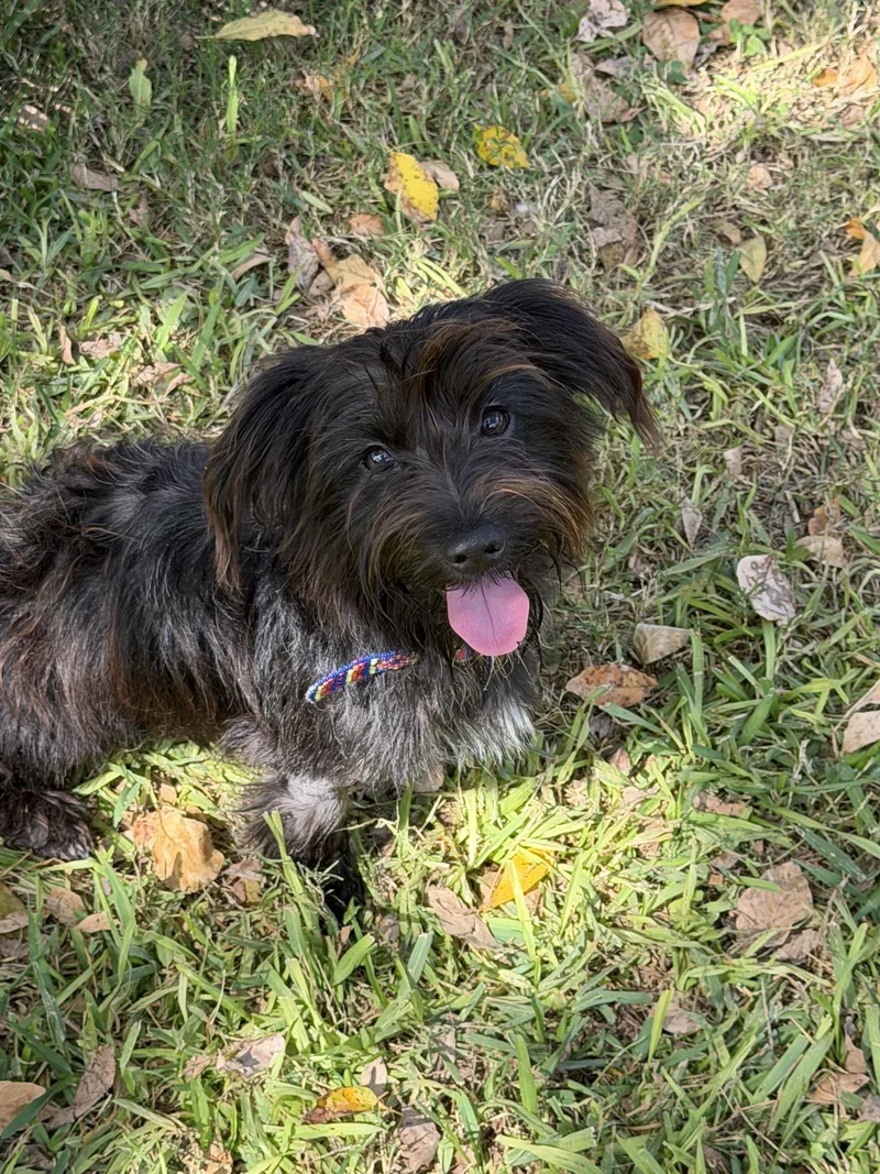 A young small-sized male Bicolor Terrier dog named Kade for adoption in Schertz, TX