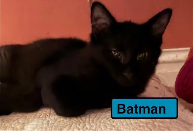 A baby medium-sized male Domestic Short Hair cat named Batman for adoption in Zimmerman, MN