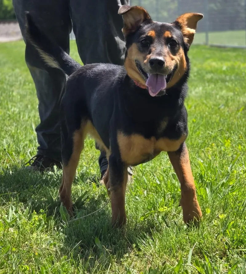 A young medium-sized female Shepherd dog named Stella for adoption in Huntington, IN