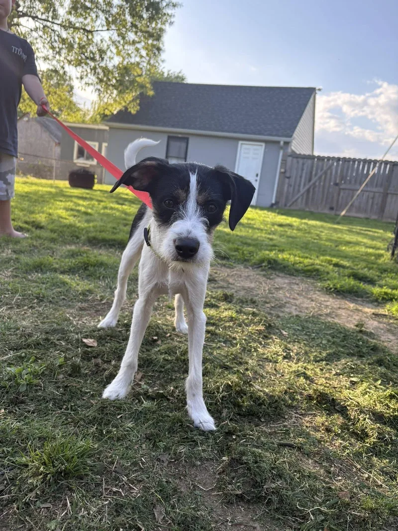 A young small-sized male Jack Russell Terrier dog named Rocket for adoption in Essex, MD