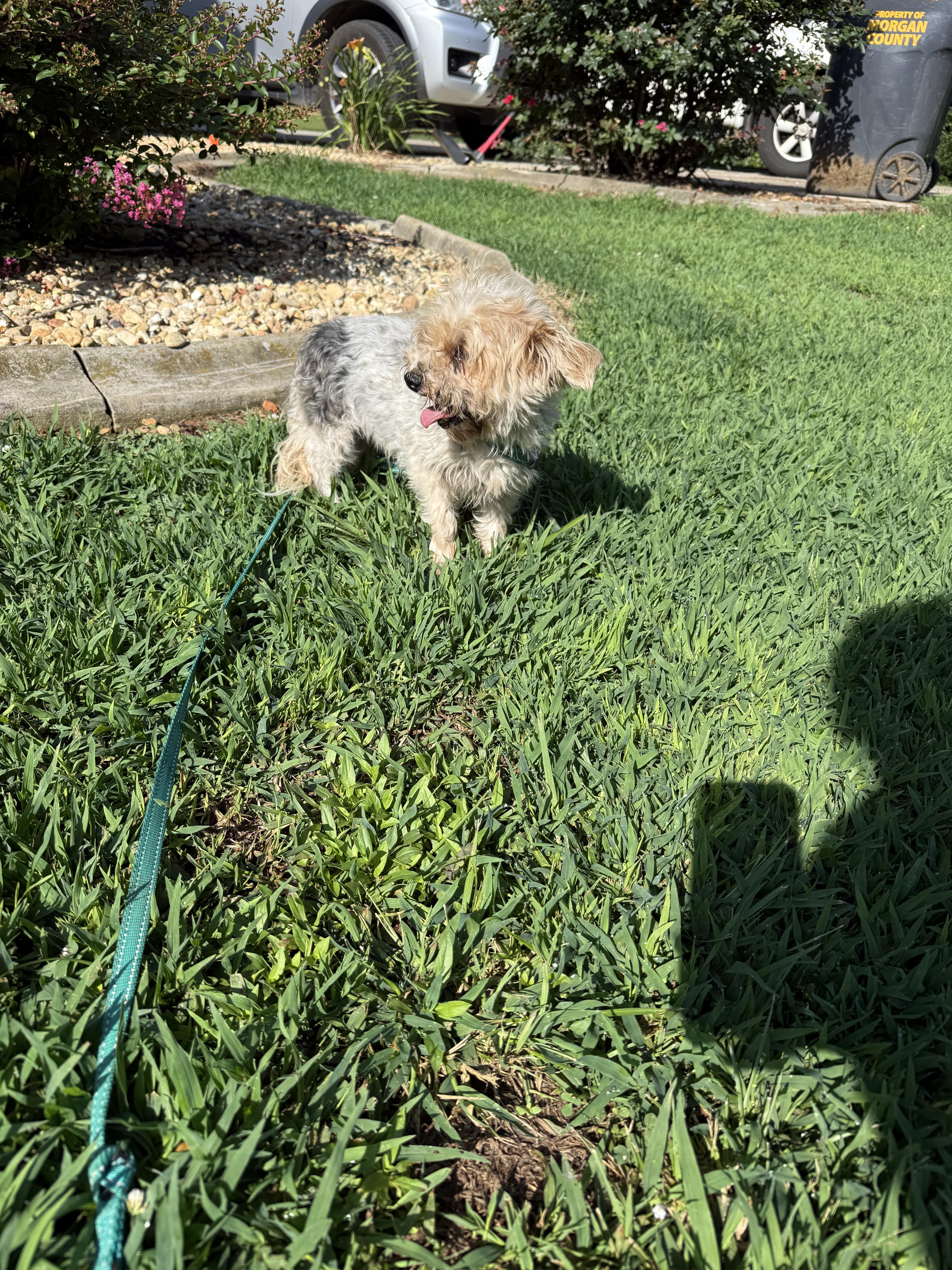 A senior small-sized female Black Yorkshire Terrier dog named Ginger for adoption in Hartselle, AL