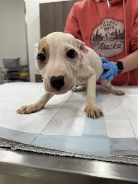 A baby small-sized male Labrador Retriever dog named Tib for adoption in Baytown, TX