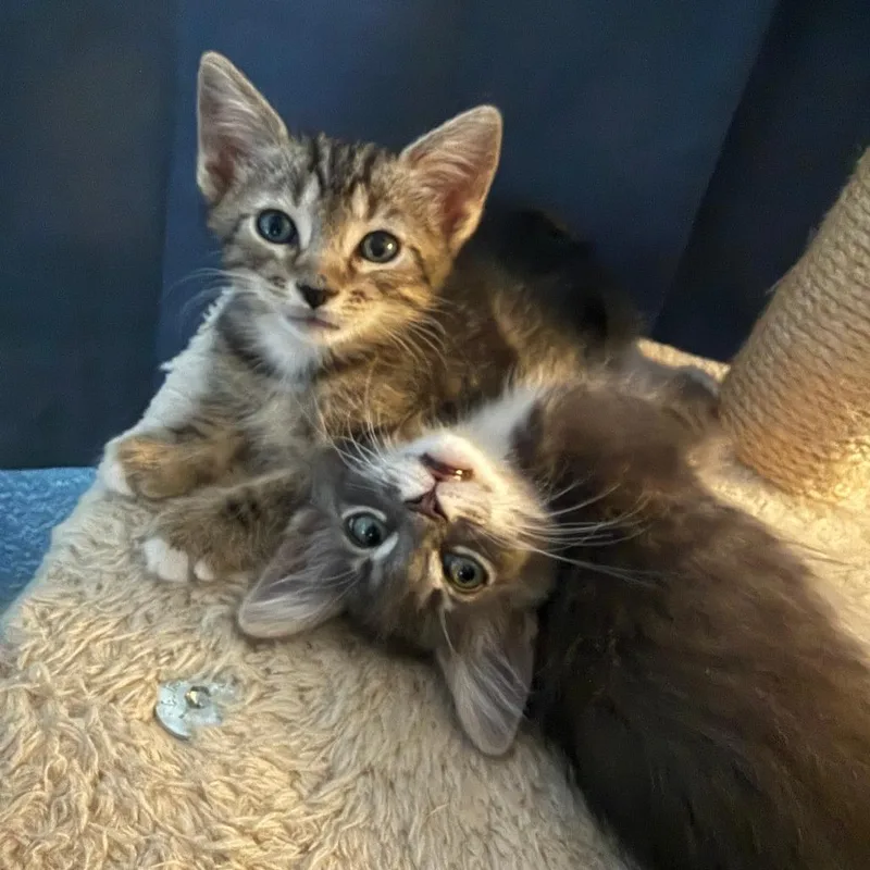 A baby small-sized male Domestic Short Hair cat named Joe for adoption in San Diego, CA