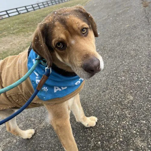 An adult large-sized male Bicolor Hound dog named Charlie D for adoption in Frankfort, KY