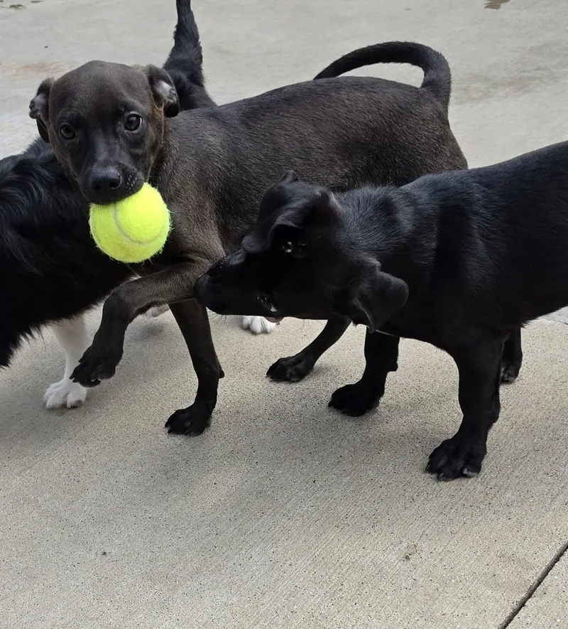 A baby small-sized male Black Chiweenie dog named Chiweenie Mix Male for adoption in Terre Haute, IN