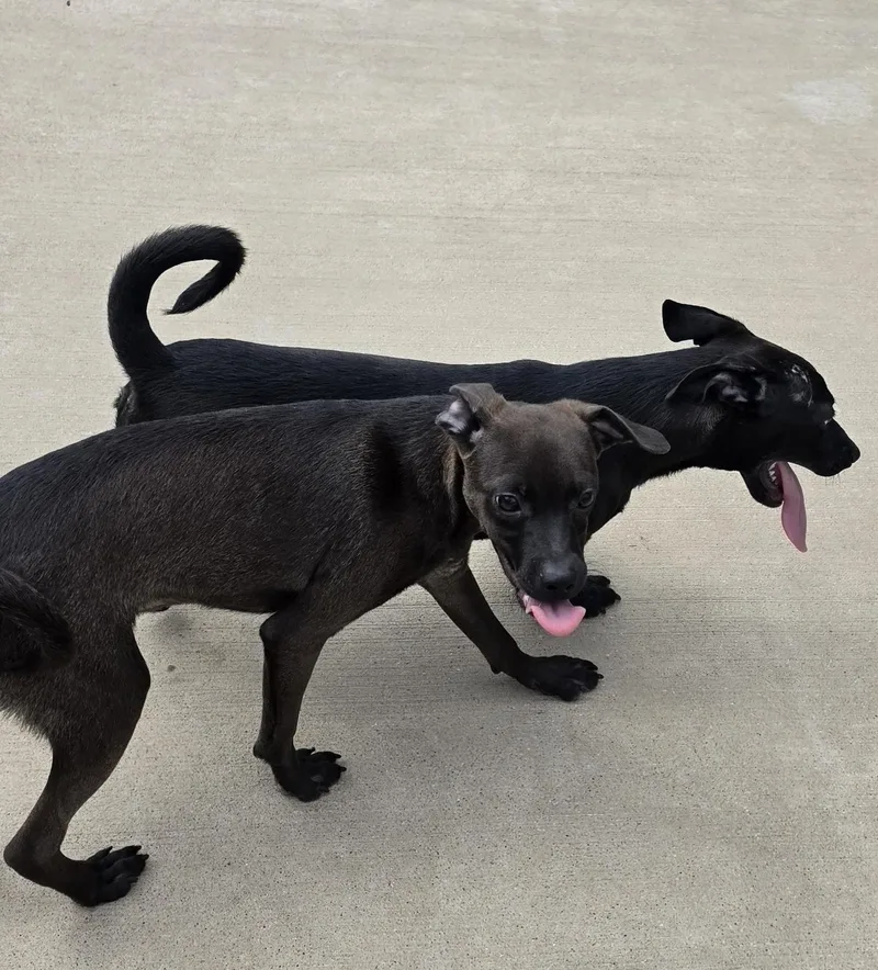 Chiweenie Mix Male thumbnail 2