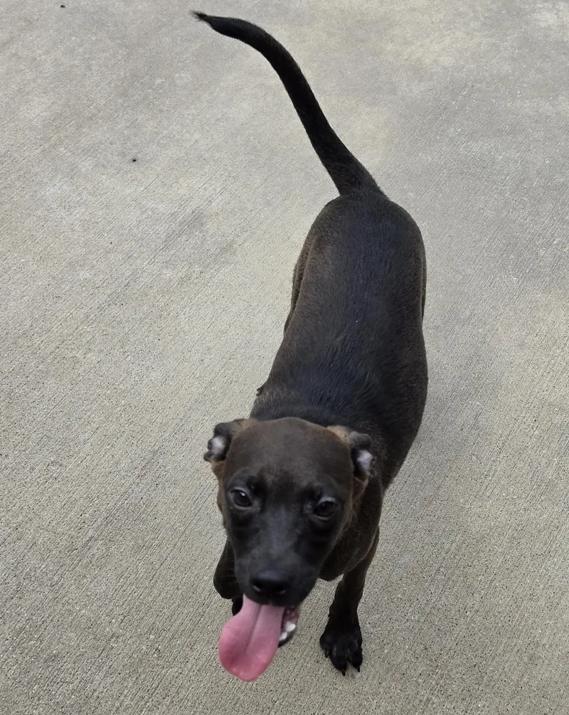 Chiweenie Mix Male thumbnail 4